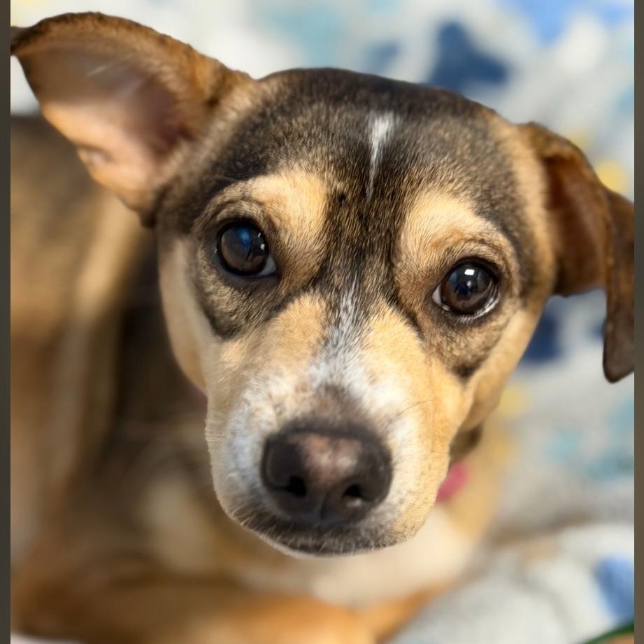 Enlarge Dumpling, a Adopted Chiweenie in Wilmington, OH image 3/4