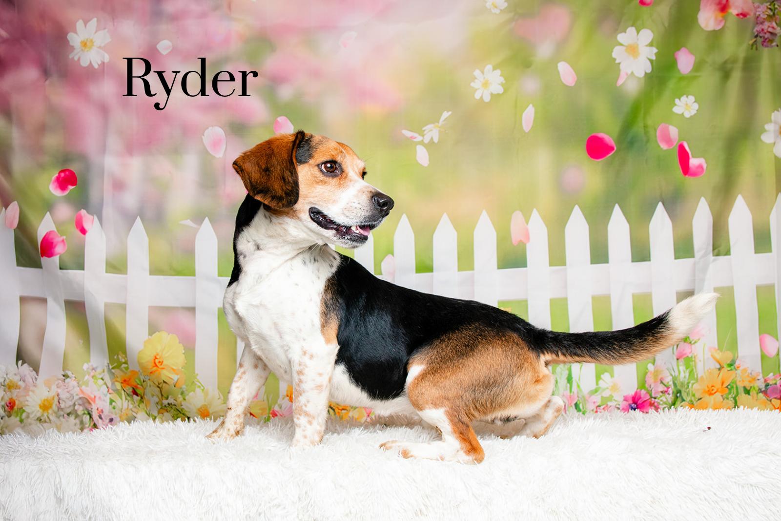 Enlarge Ryder, an adopted mixed breed in Oak Ridge, TN image 1/3