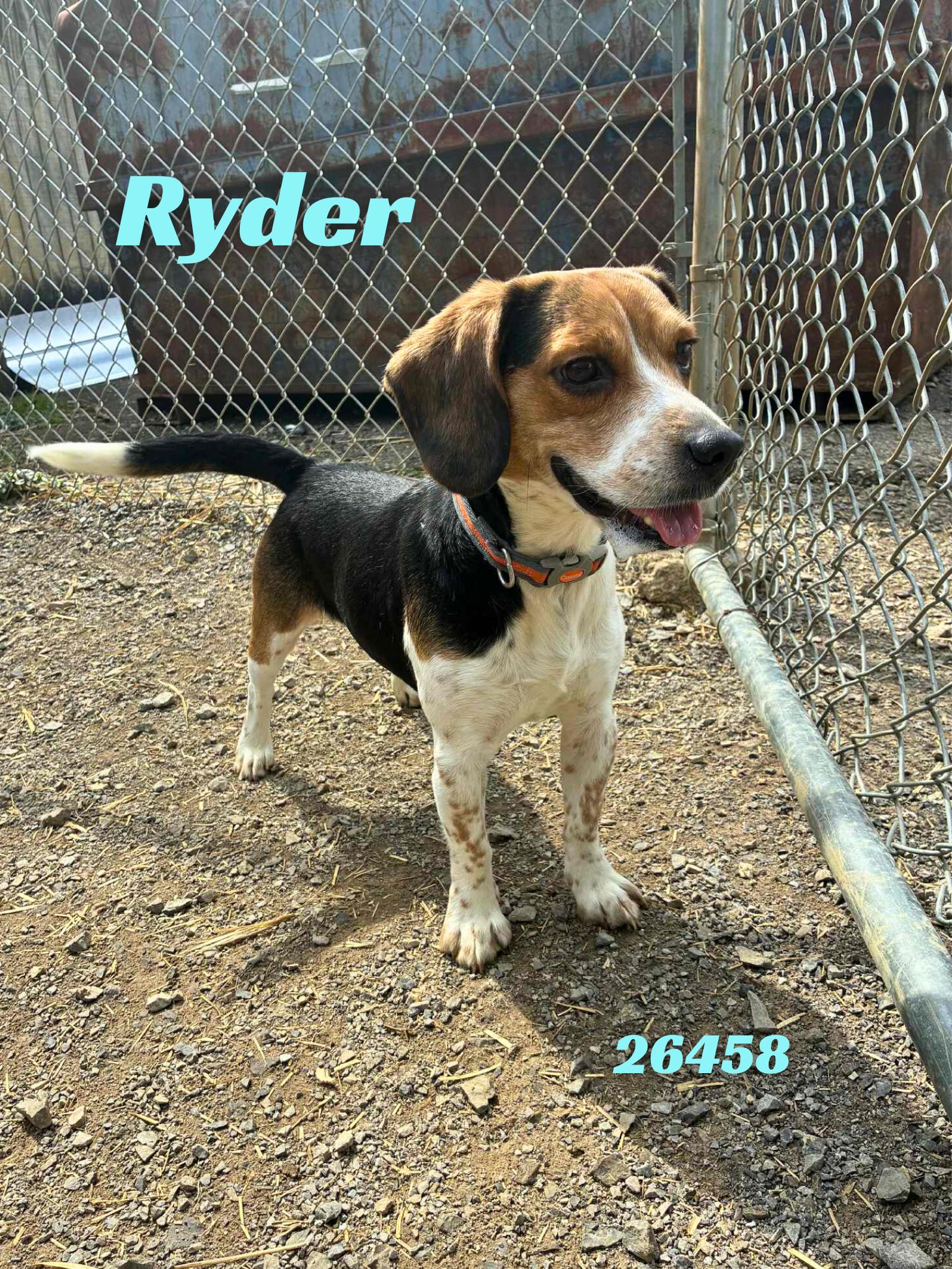 Enlarge Ryder, an adopted mixed breed in Oak Ridge, TN image 2/3