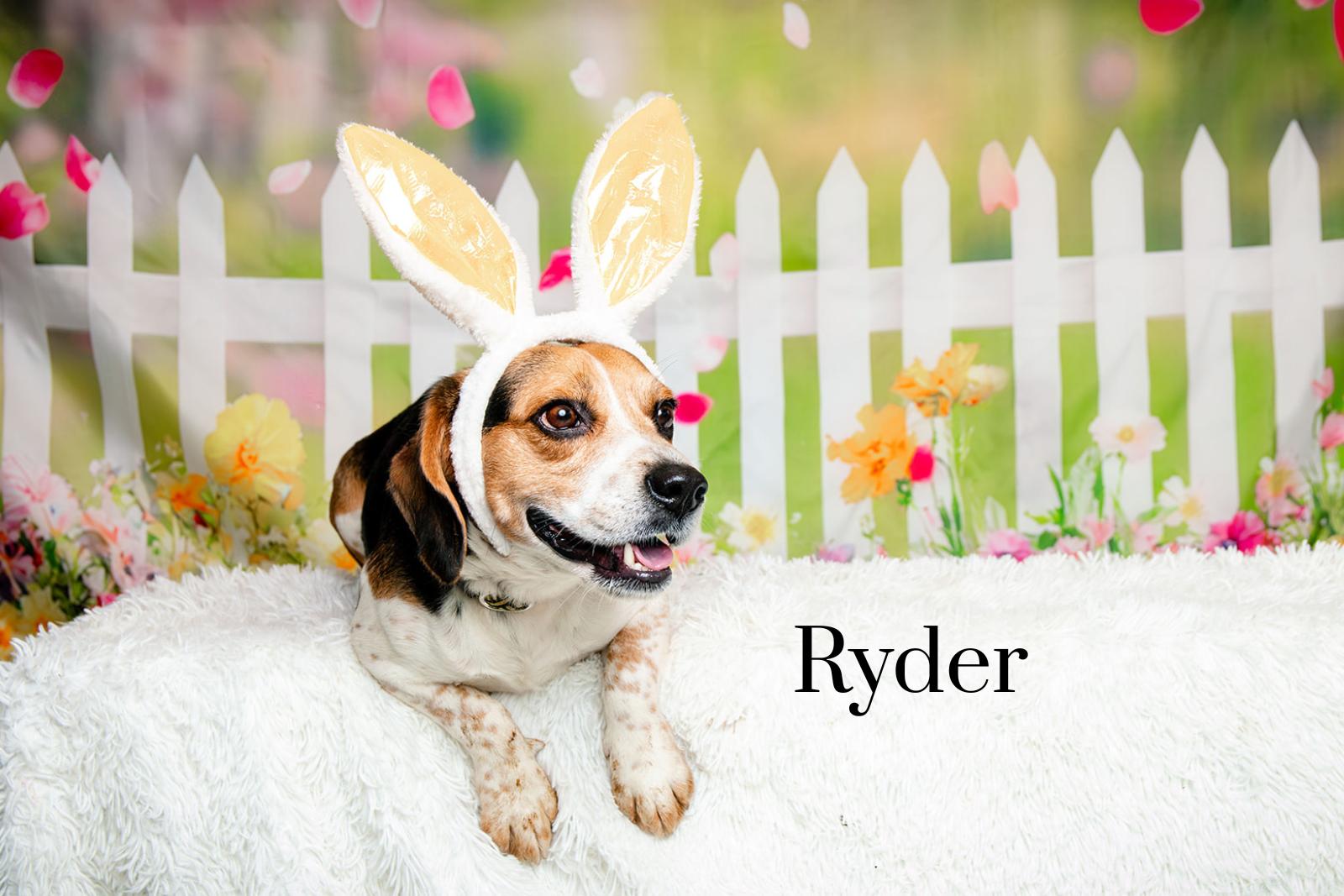 Enlarge Ryder, an adopted mixed breed in Oak Ridge, TN image 3/3