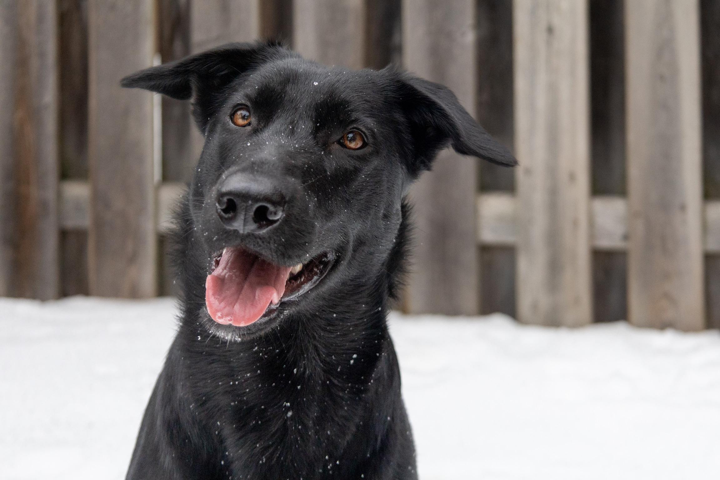 Stormy, Adoptable, Young Female Black Labrador Retriever & Old English Sheepdog.