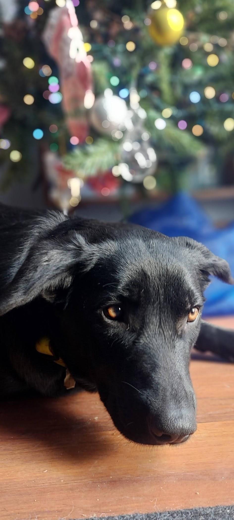 Enlarge Stormy, a Adoptable mixed breed in Etobicoke, ON image 1/5