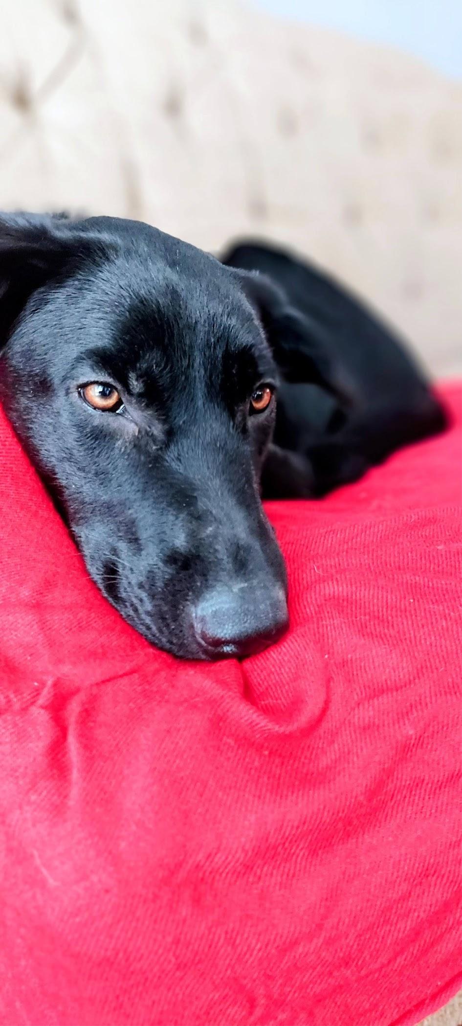 Enlarge Stormy, a Adoptable mixed breed in Etobicoke, ON image 2/5