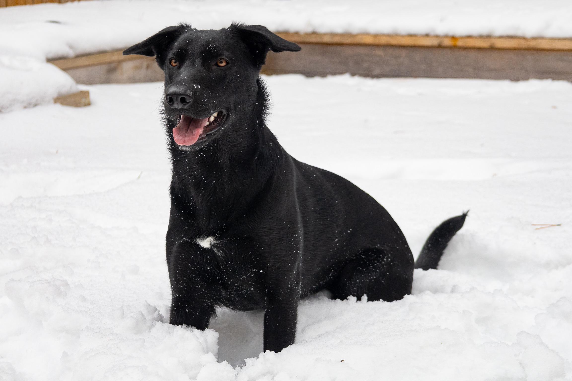Stormy, a Adoptable mixed breed in Etobicoke, ON image 4/6