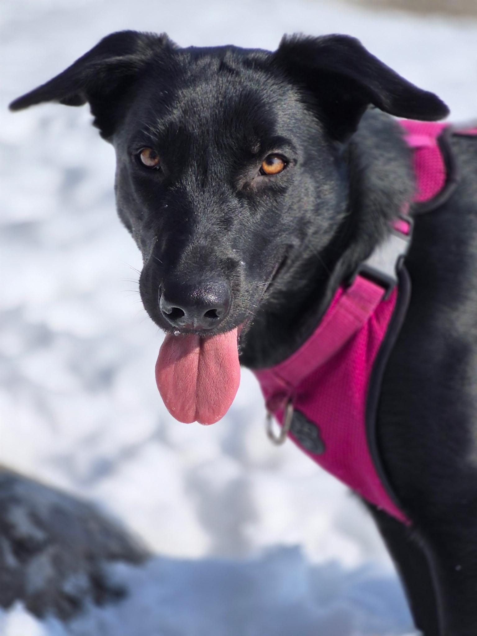 Stormy, a Adoptable mixed breed in Etobicoke, ON image 6/6