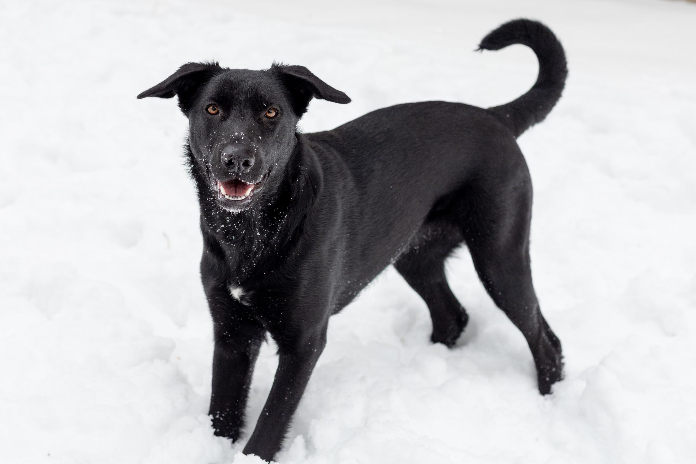 Stormy, a Adoptable mixed breed in Etobicoke, ON image 2/6