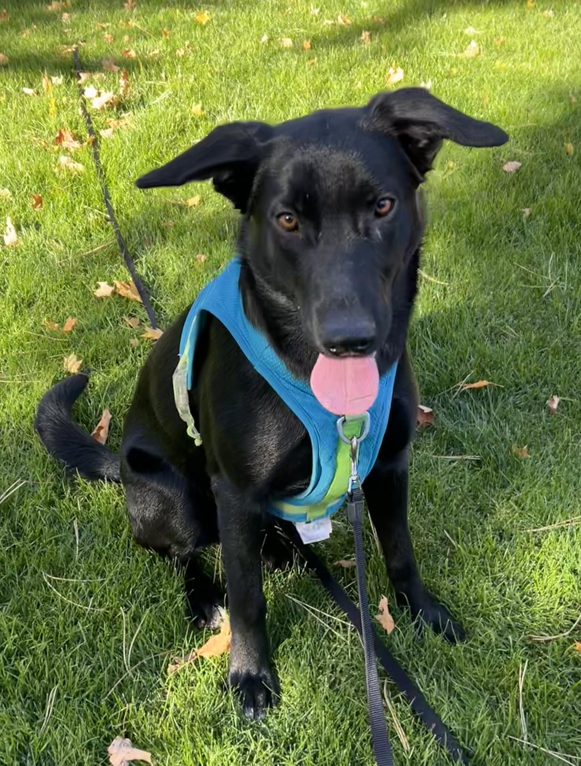 Stormy, Adoptable, Young Female Black Labrador Retriever & Old English Sheepdog.