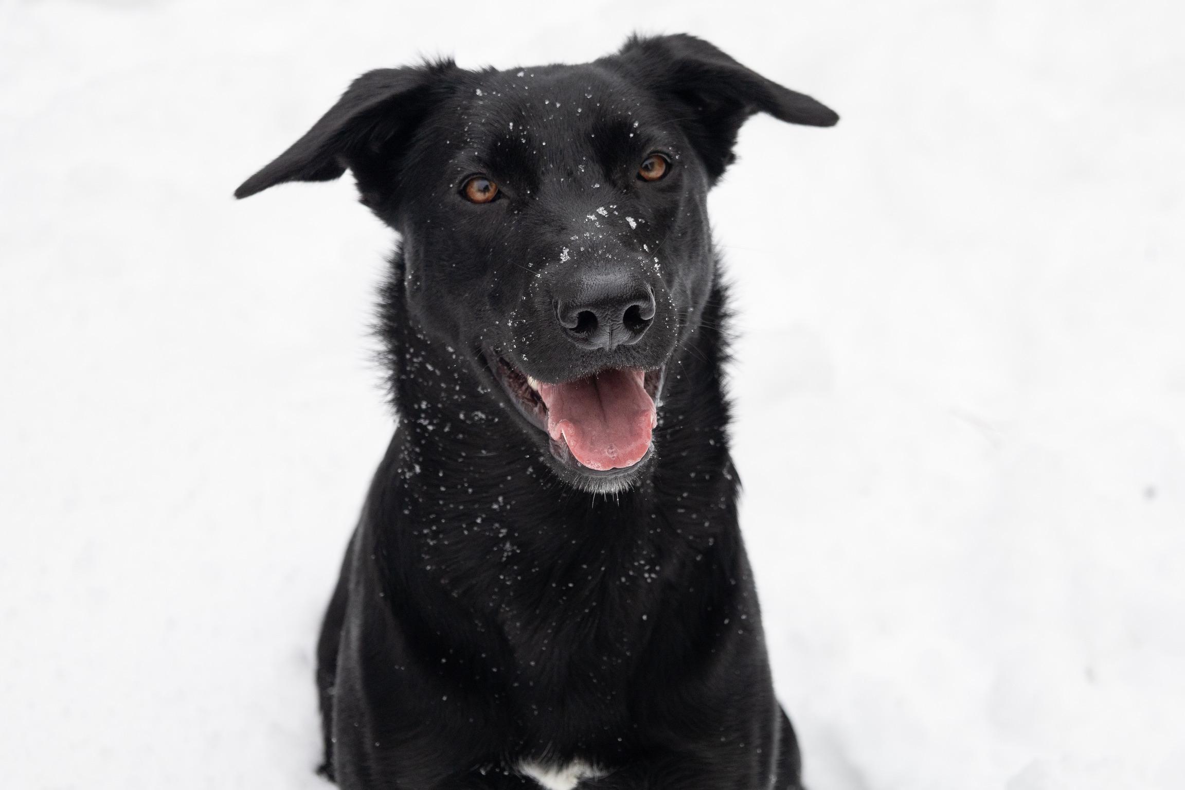 Stormy, a Adoptable mixed breed in Etobicoke, ON image 3/6