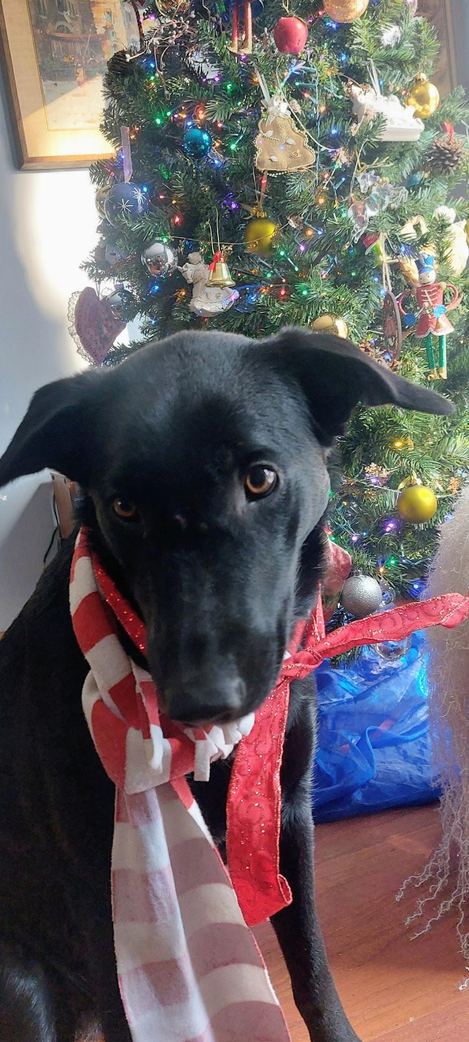 Enlarge Stormy, a Adoptable mixed breed in Etobicoke, ON image 4/5