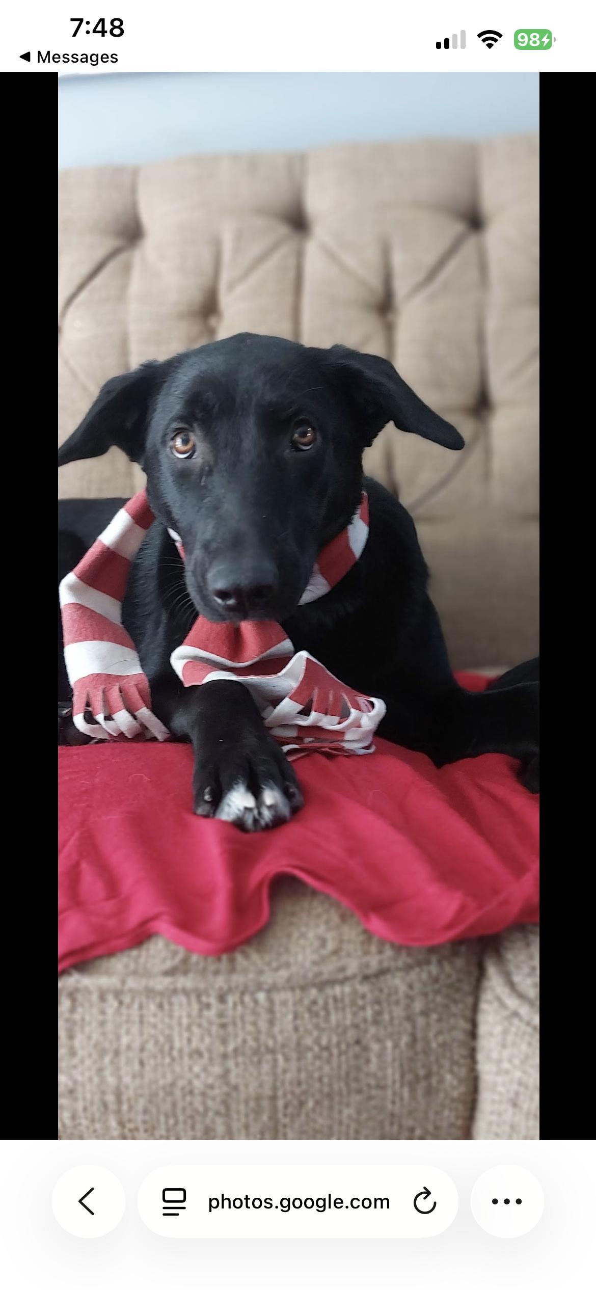 Enlarge Stormy, a Adoptable mixed breed in Etobicoke, ON image 5/5