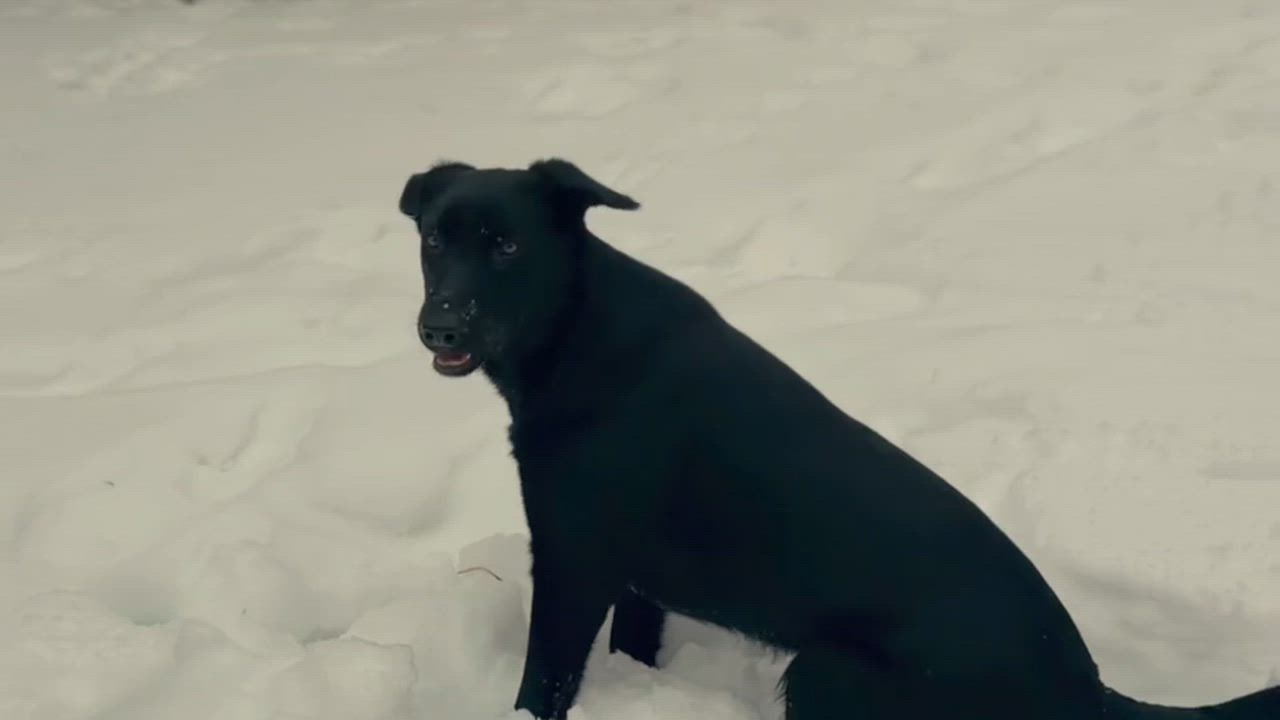 Enlarge Stormy, a Adoptable mixed breed in Etobicoke, ON video 5/6