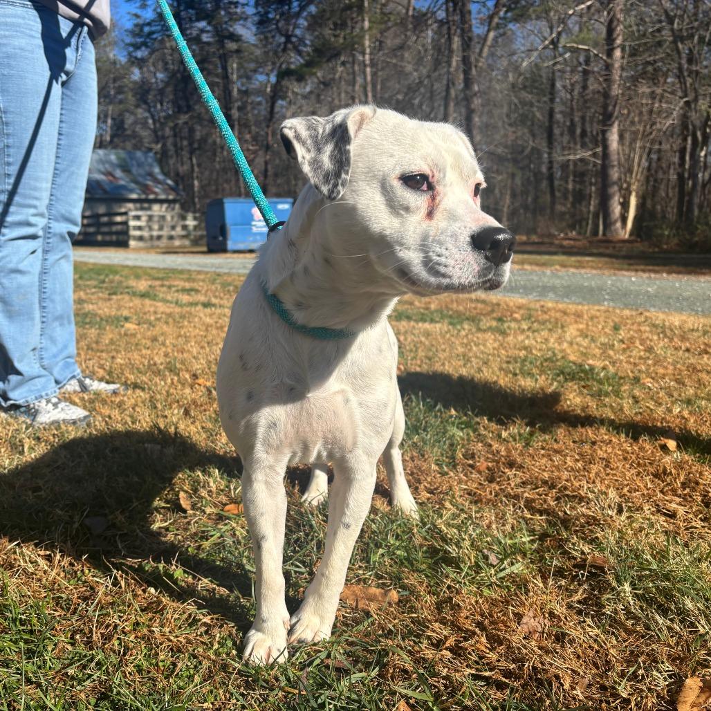 Pepper, Adoptable, Young Female Mixed Breed.