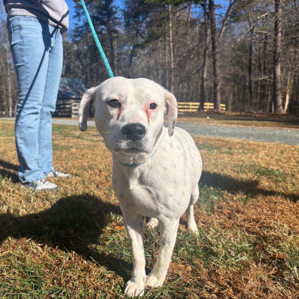 Pepper, a Adoptable Mixed Breed in Mebane, NC image 2/4