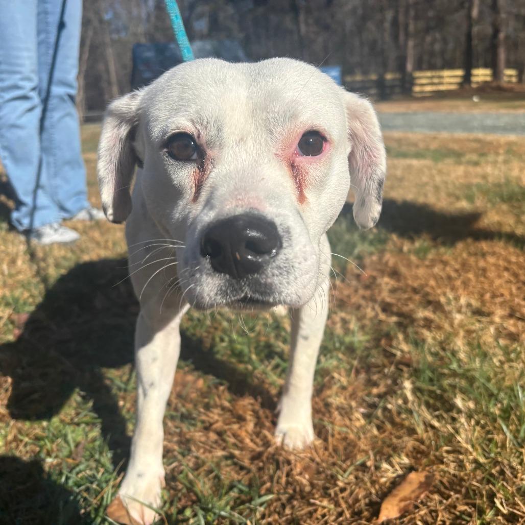 Pepper, a Adoptable Mixed Breed in Mebane, NC image 3/4