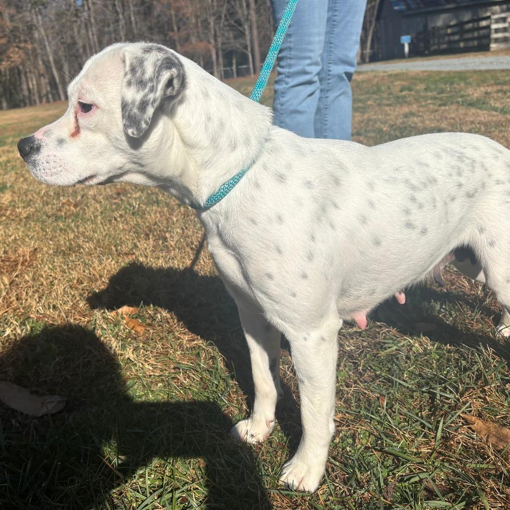 Pepper, a Adoptable Mixed Breed in Mebane, NC image 4/4