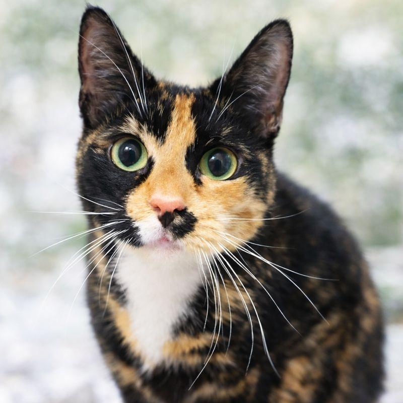 Tetris, Adoptable, Adult Female Domestic Short Hair.