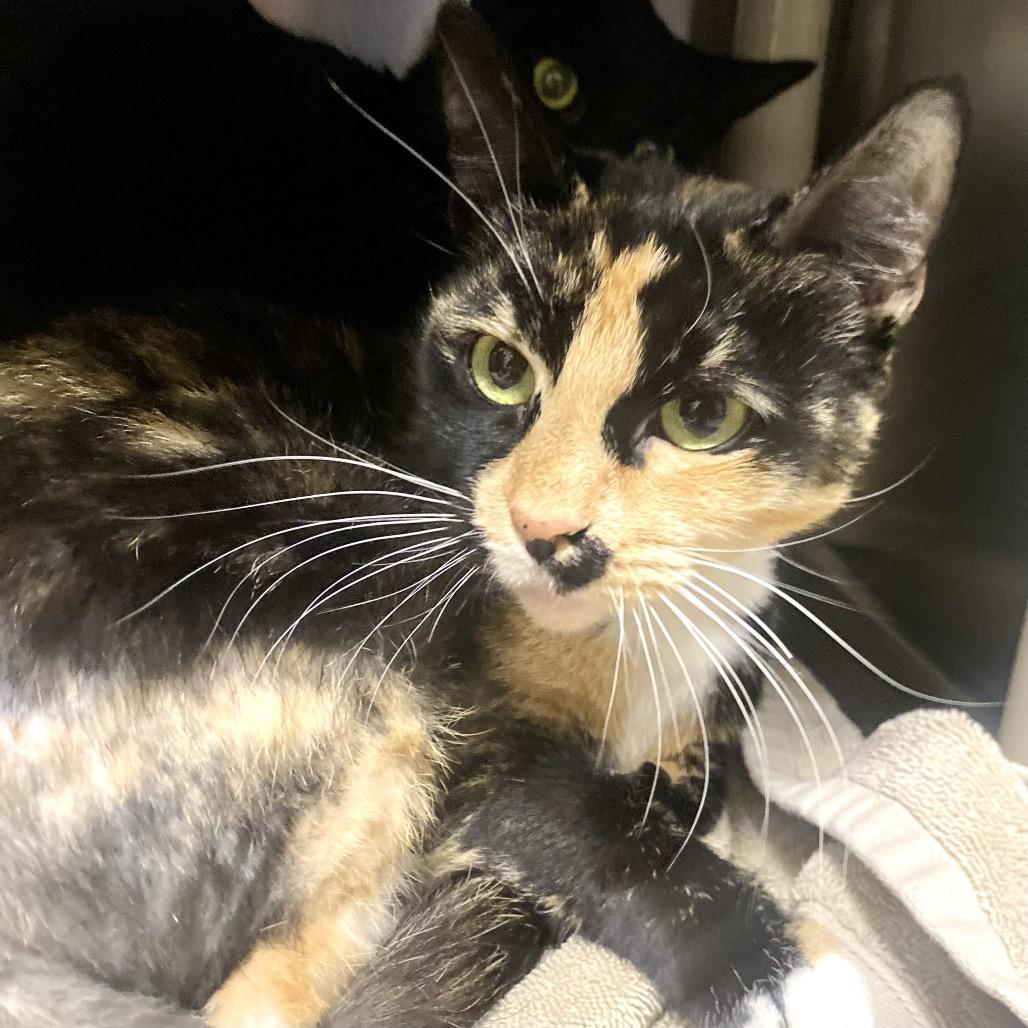 Enlarge Tetris, a Adoptable Domestic Short Hair in Hopkinton, MA image 1/2