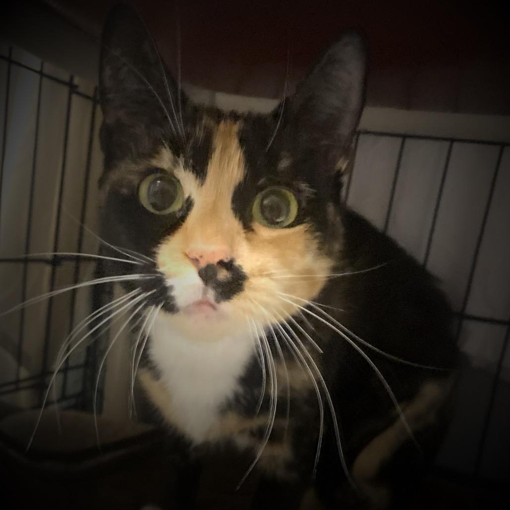 Enlarge Tetris, a Adoptable Domestic Short Hair in Hopkinton, MA image 2/2