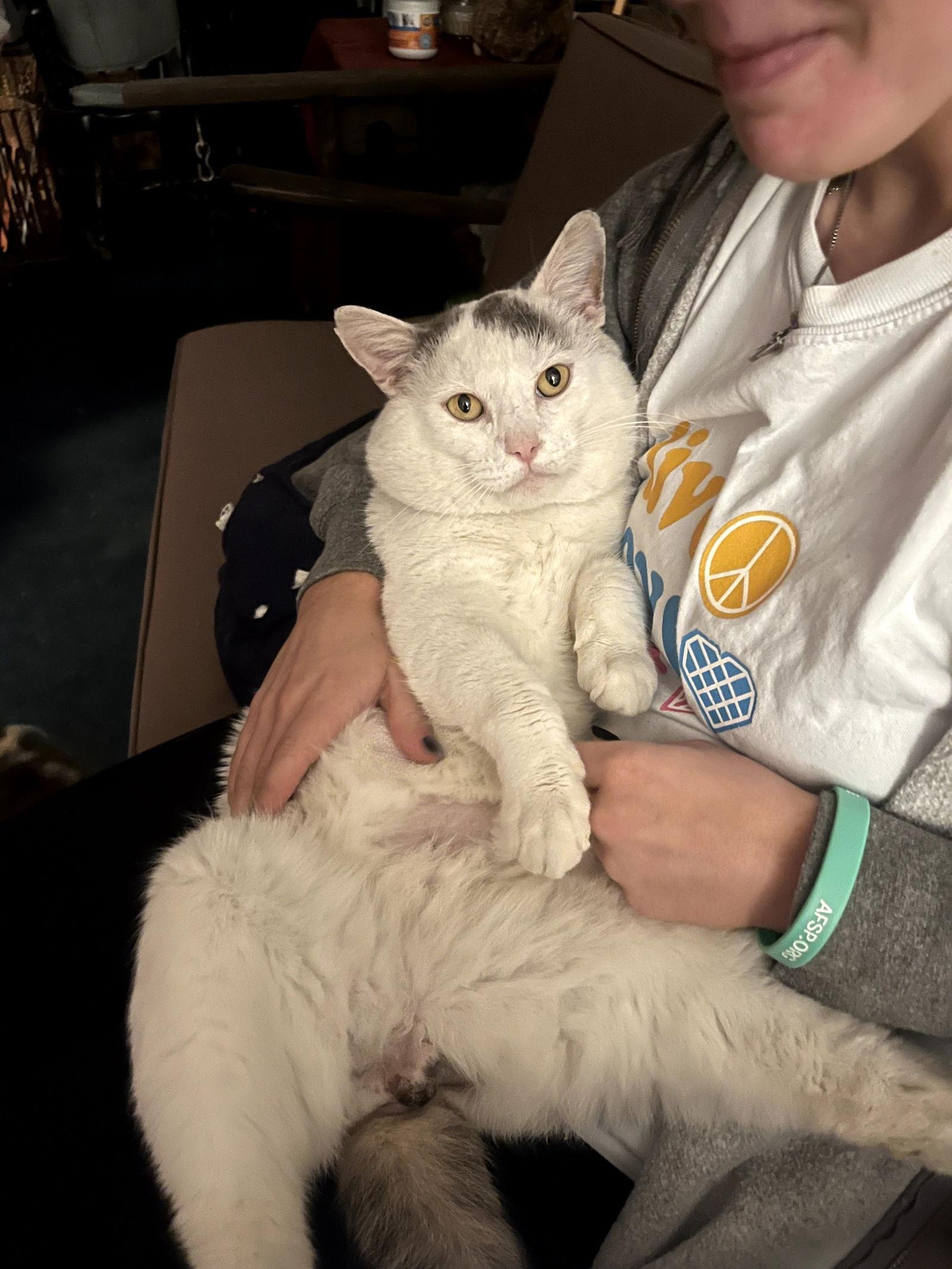 Enlarge Casper, an adopted Domestic Short Hair in Philadelphia, PA image 3/4