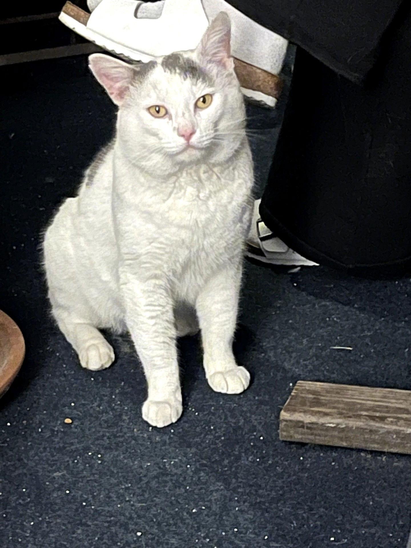 Enlarge Casper, an adopted Domestic Short Hair in Philadelphia, PA image 2/4