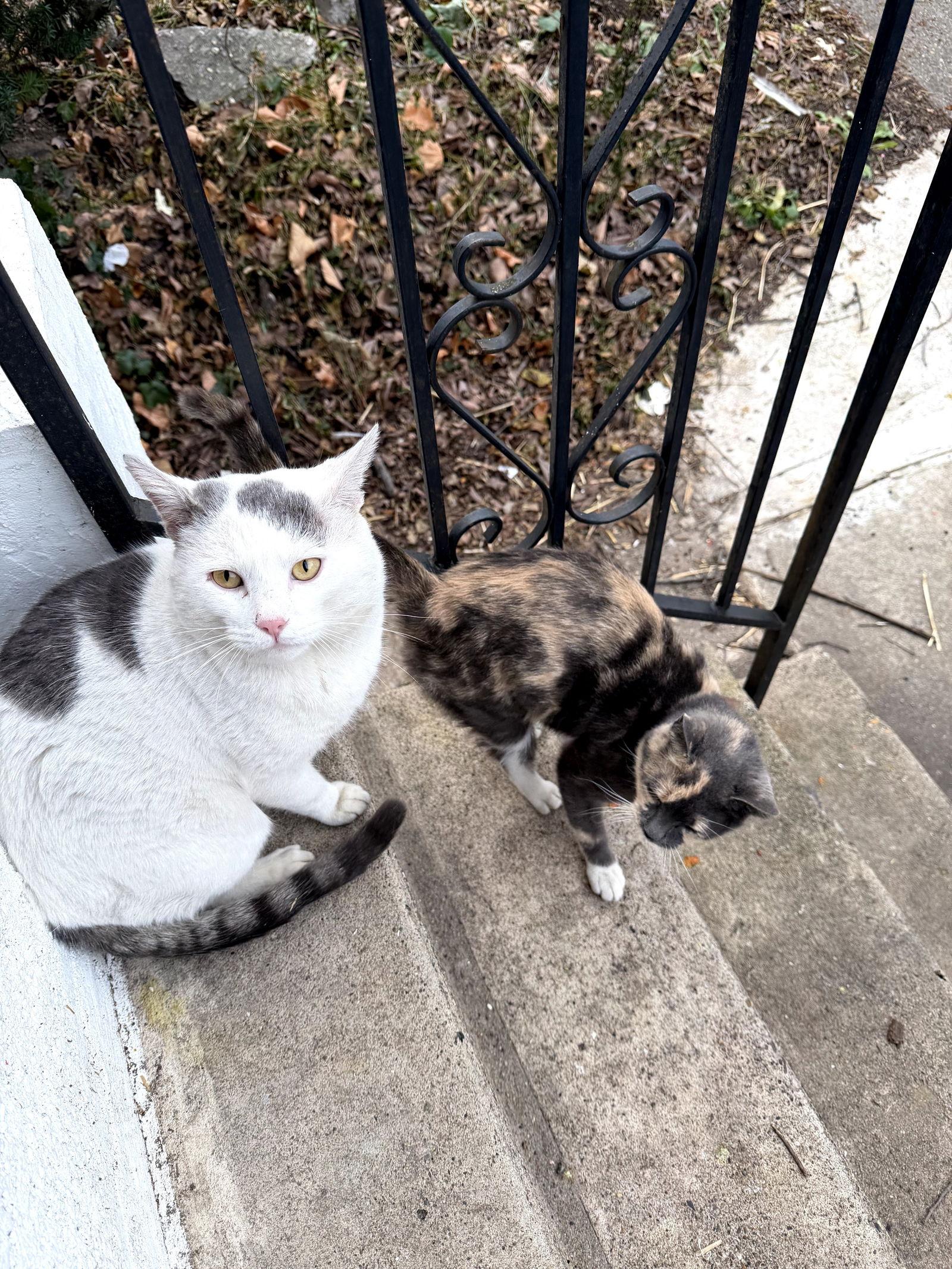 Enlarge Casper, an adopted Domestic Short Hair in Philadelphia, PA image 4/4