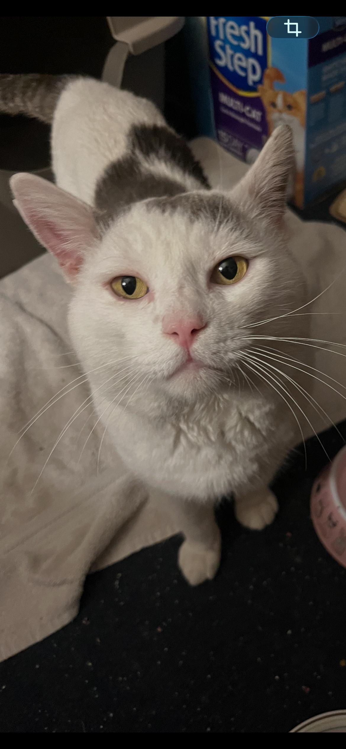 Enlarge Casper, an adopted Domestic Short Hair in Philadelphia, PA image 1/4