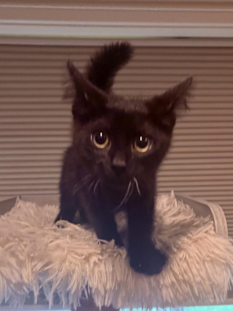 Ellie, a Adoptable Domestic Short Hair in Plymouth, MN image 1/5