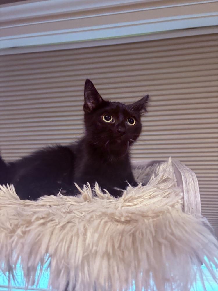 Ellie, a Adoptable Domestic Short Hair in Plymouth, MN image 2/5