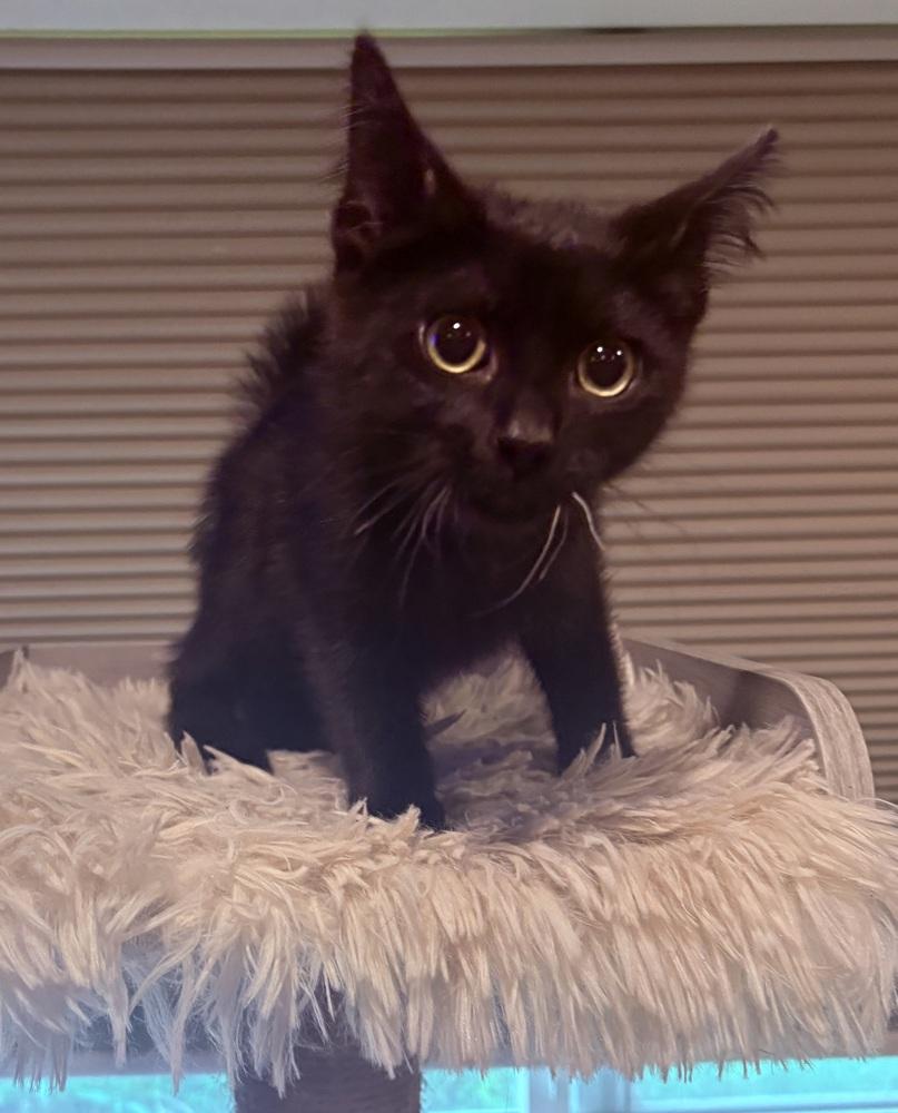 Ellie, a Adoptable Domestic Short Hair in Plymouth, MN image 3/5