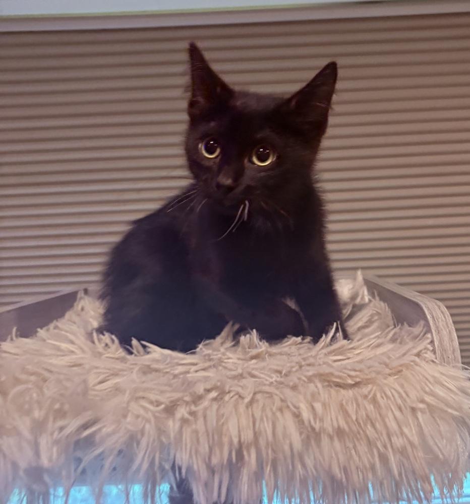 Ellie, a Adoptable Domestic Short Hair in Plymouth, MN image 4/5