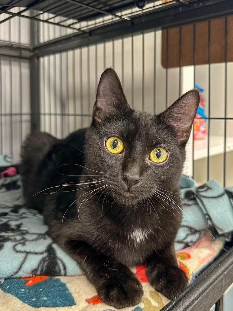 Enlarge Ellie, a Adoptable Domestic Short Hair in Plymouth, MN image 5/6