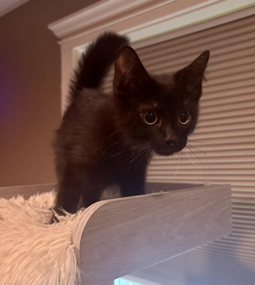 Ellie, a Adoptable Domestic Short Hair in Plymouth, MN image 5/5