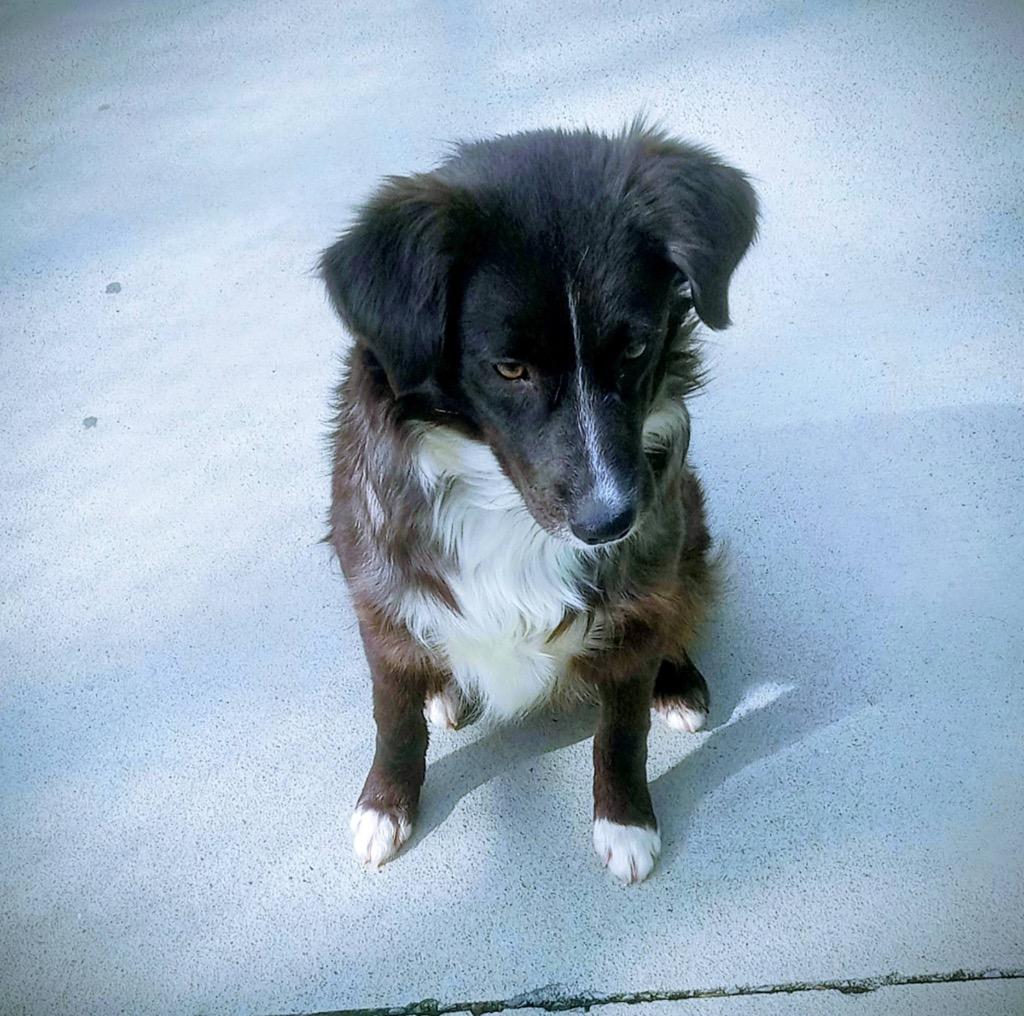 Enlarge Puddles, a Adopted mixed breed in Blountville, TN image 1/6