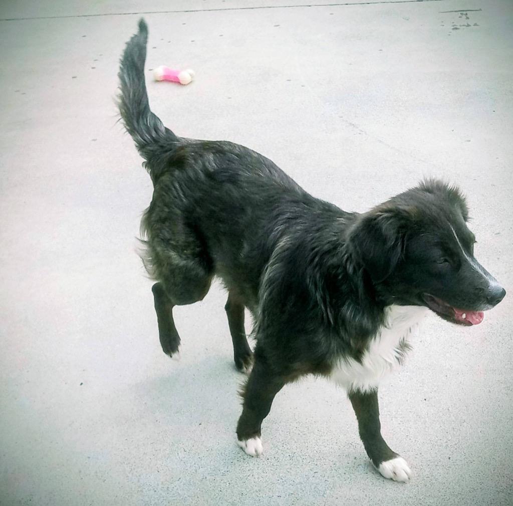 Enlarge Puddles, a Adopted mixed breed in Blountville, TN image 2/6