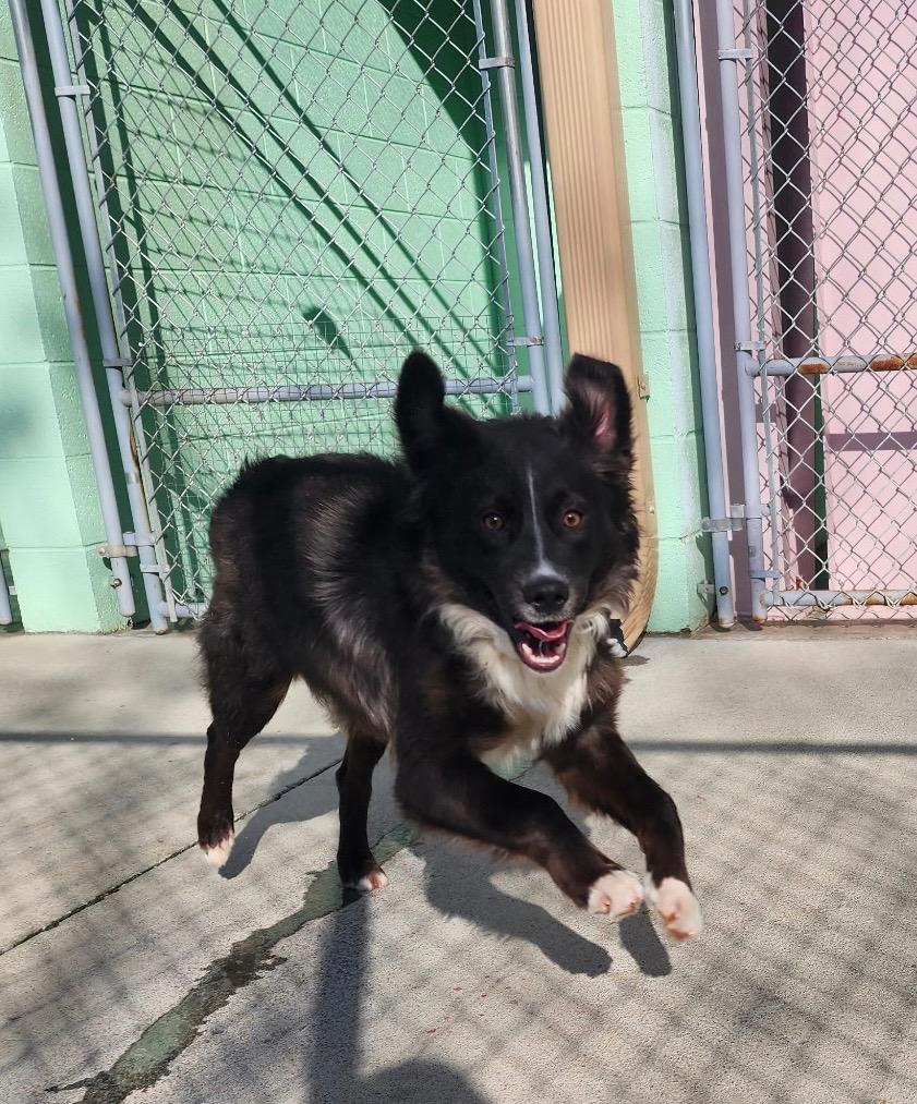 Enlarge Puddles, a Adopted mixed breed in Blountville, TN image 3/6