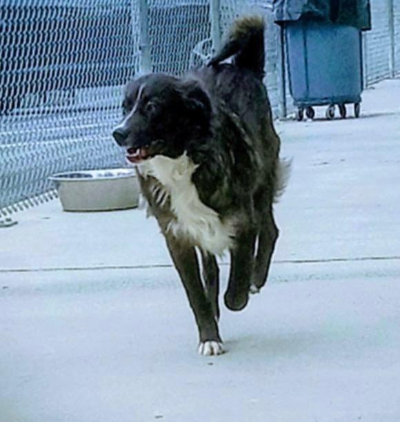 Enlarge Puddles, a Adopted mixed breed in Blountville, TN image 4/6