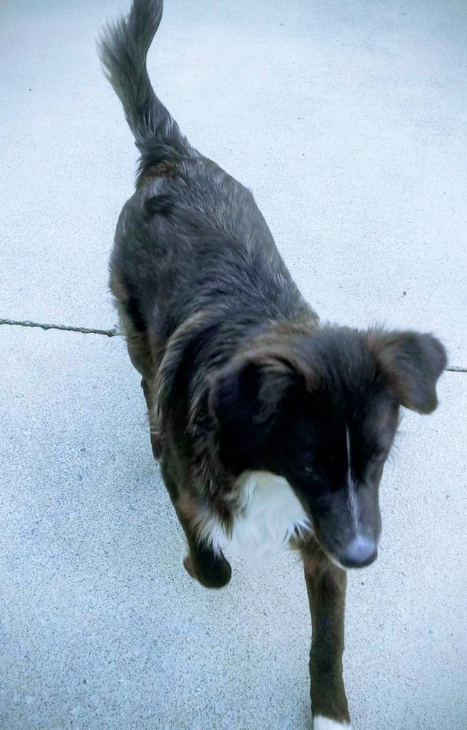 Enlarge Puddles, a Adopted mixed breed in Blountville, TN image 5/6