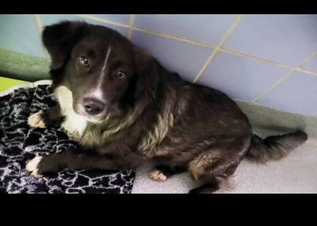 Enlarge Puddles, a Adopted mixed breed in Blountville, TN image 6/6