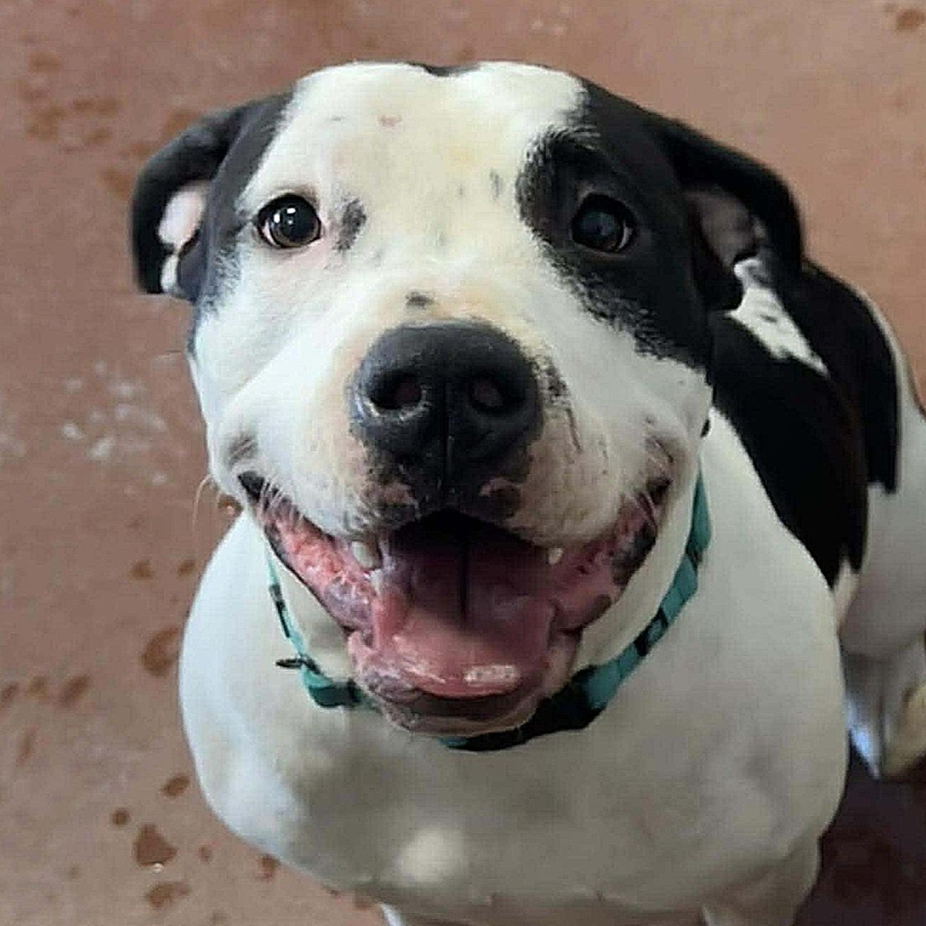 April, ADOPTABLE, Young Female Pit Bull Terrier.