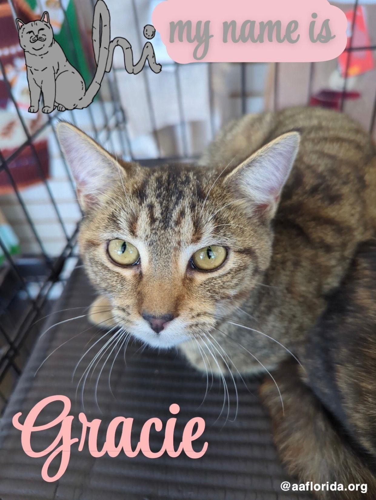 Gracie, Adopted, Young Female Tabby & Domestic Short Hair.
