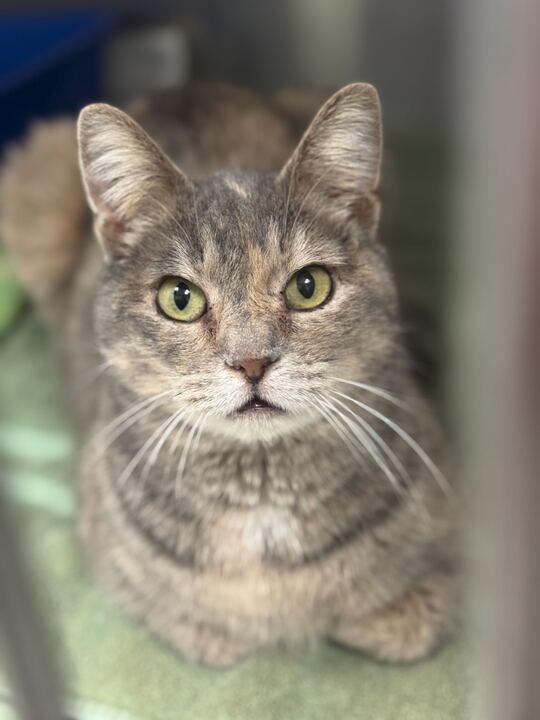 Enlarge Tocca, a ADOPTABLE Domestic Short Hair in Jackson, MI image 1/1