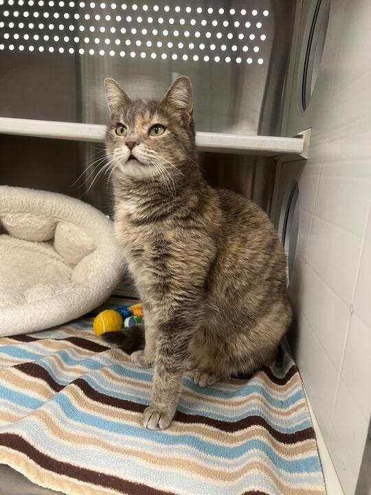 Enlarge Tocca, an adopted Domestic Short Hair in Jackson, MI image 5/5