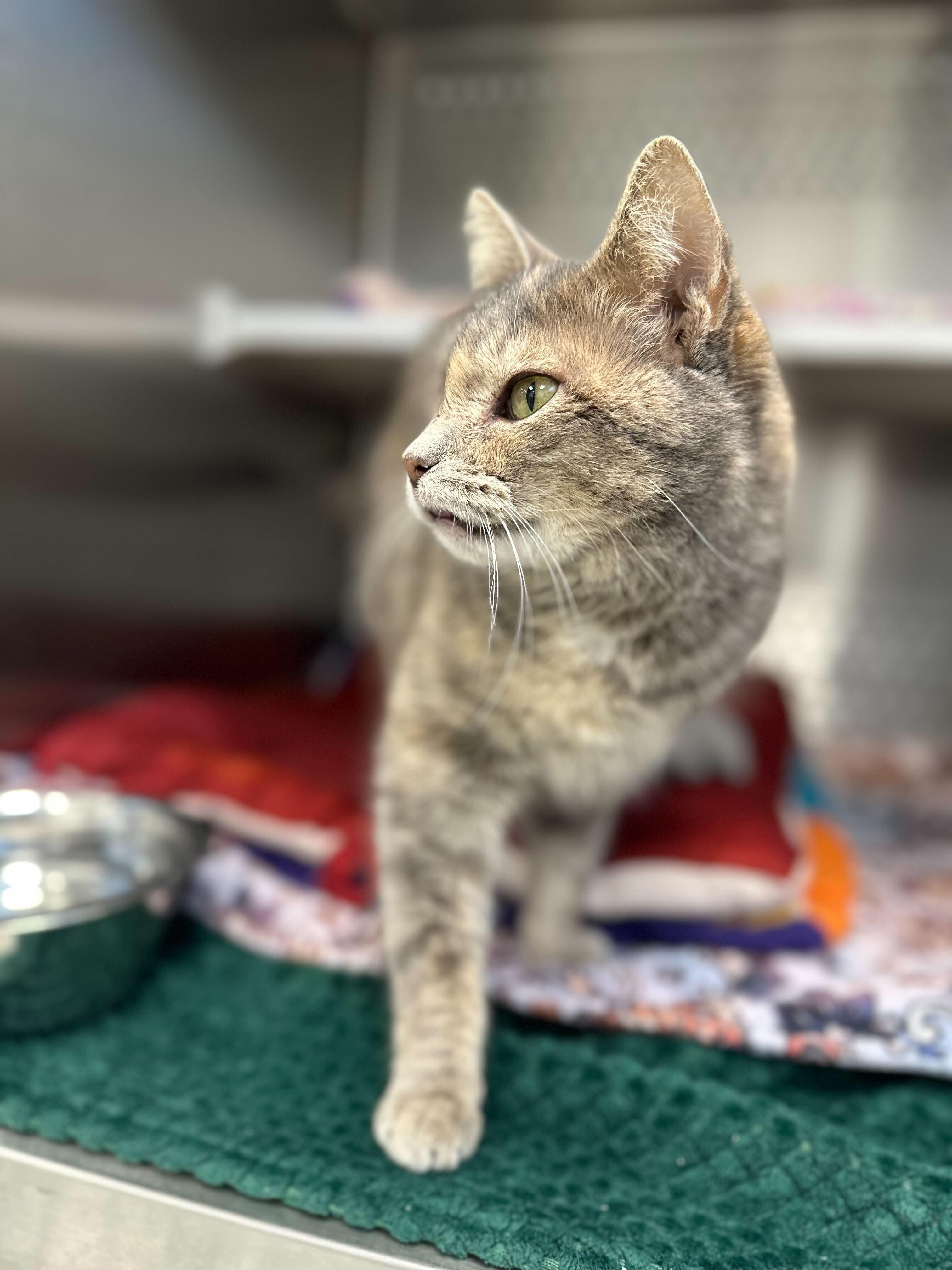 Enlarge Tocca, an adopted Domestic Short Hair in Jackson, MI image 4/5