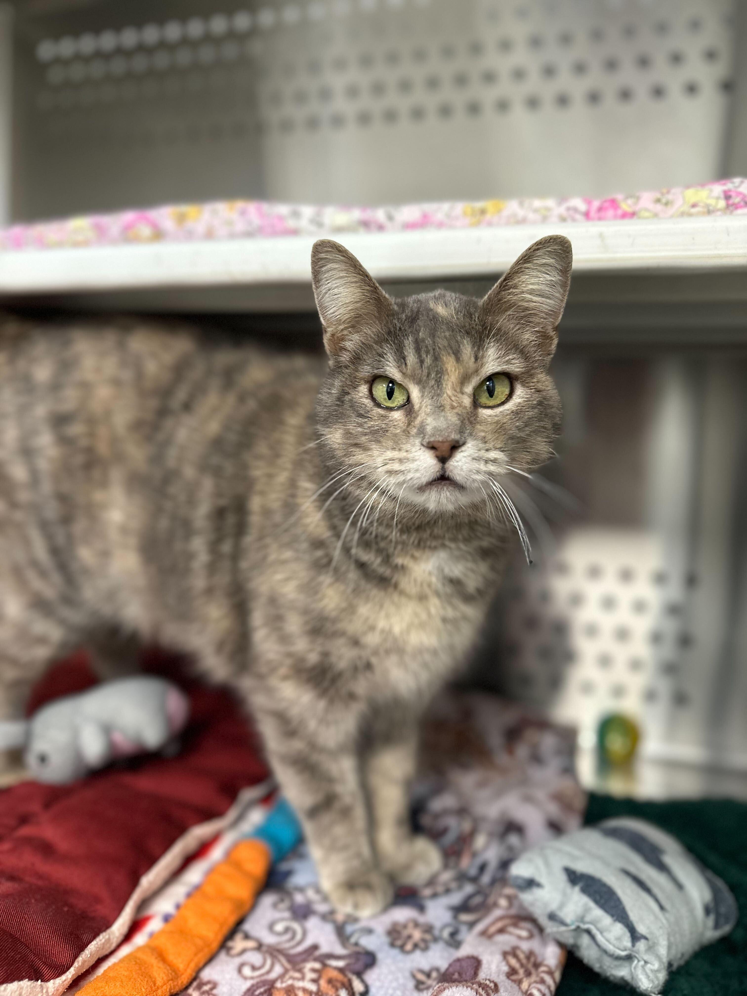 Enlarge Tocca, an adopted Domestic Short Hair in Jackson, MI image 2/5