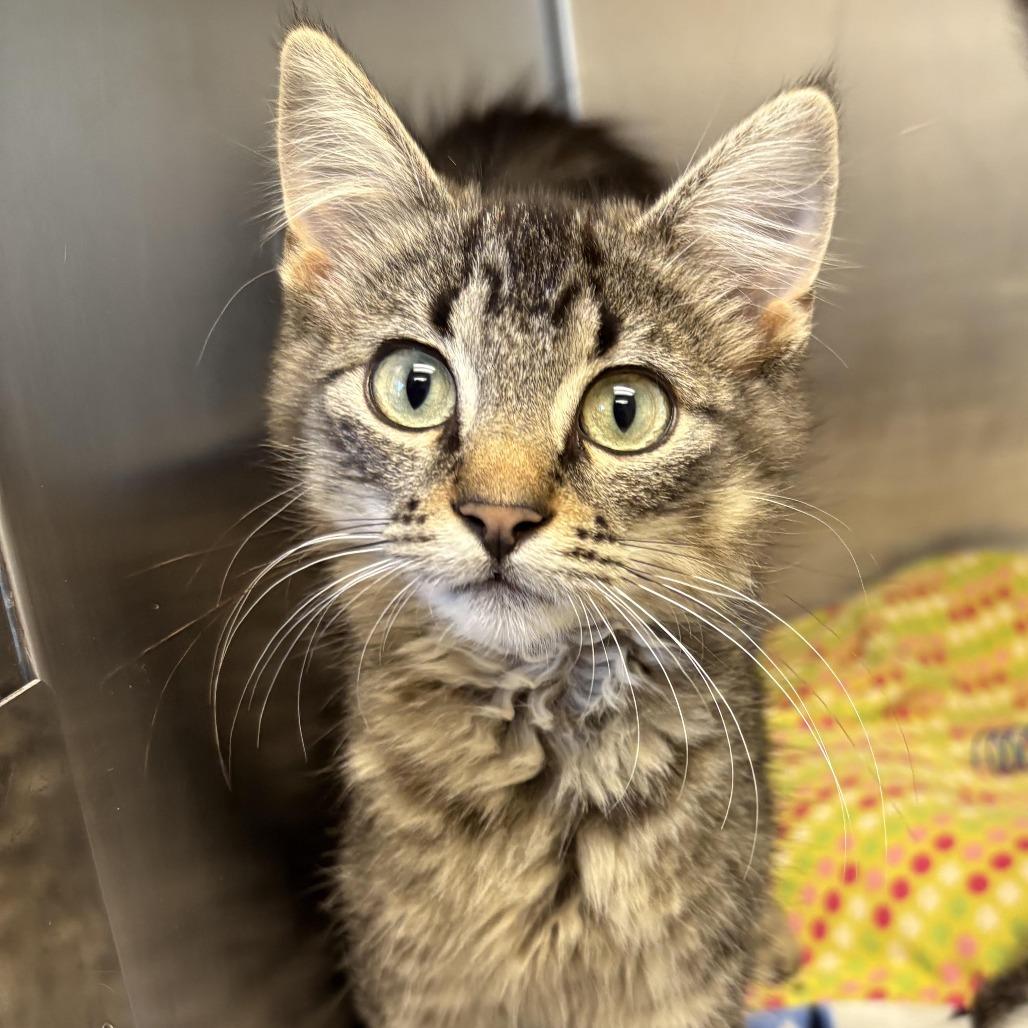 Lou, Adoptable, Young Male Tabby.