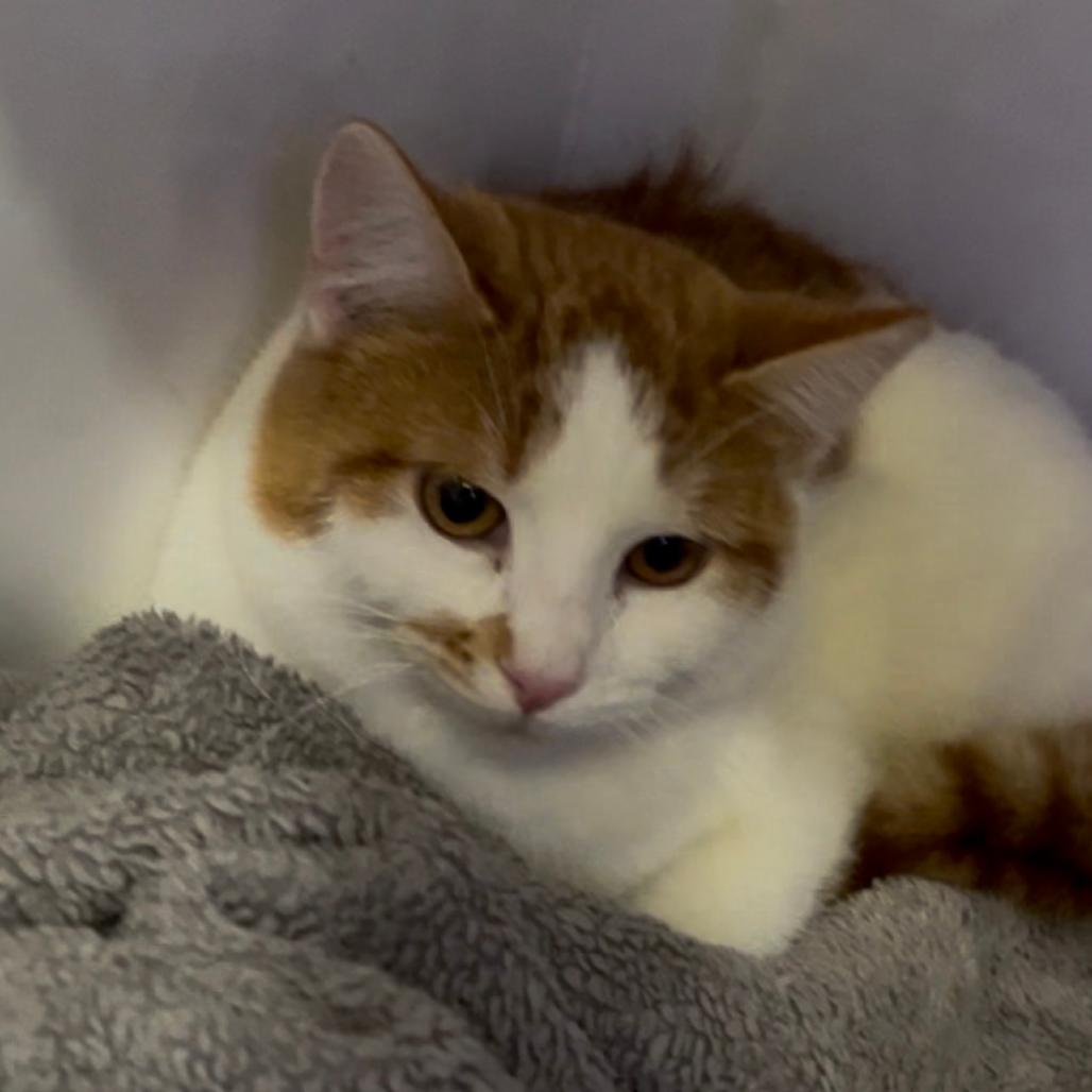 Charlie, Adoptable, Adult Male Domestic Short Hair.