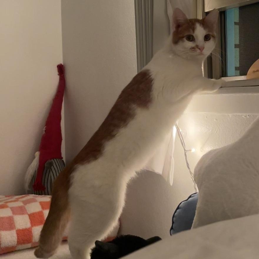 Charlie, a Adoptable Domestic Short Hair in St. Paul, MN image 2/4