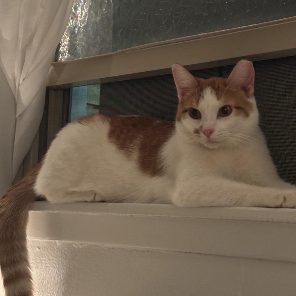 Charlie, a Adoptable Domestic Short Hair in St. Paul, MN image 3/4