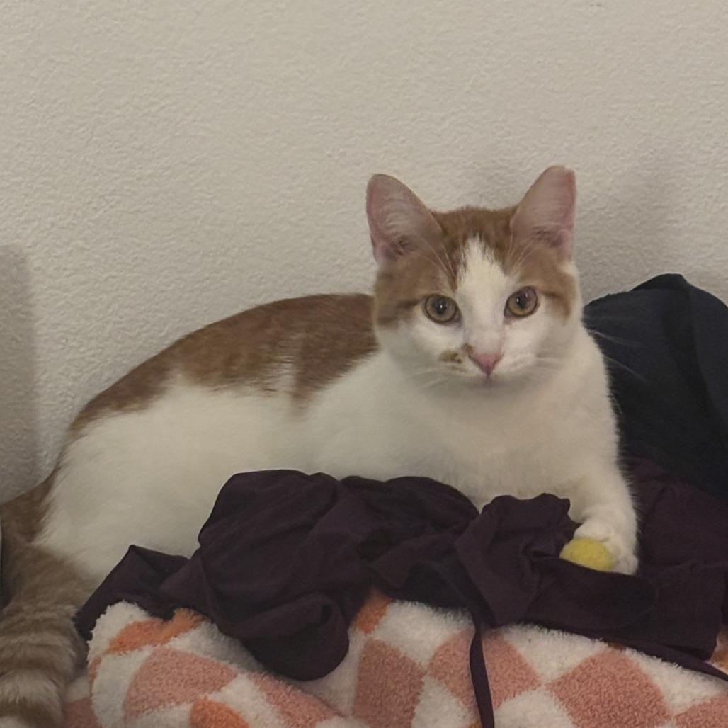 Charlie, a Adoptable Domestic Short Hair in St. Paul, MN image 4/4