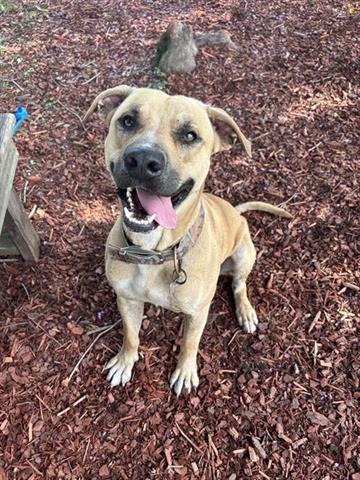 BOOGER, Adoptable, Young Male Black Mouth Cur & Mixed Breed.